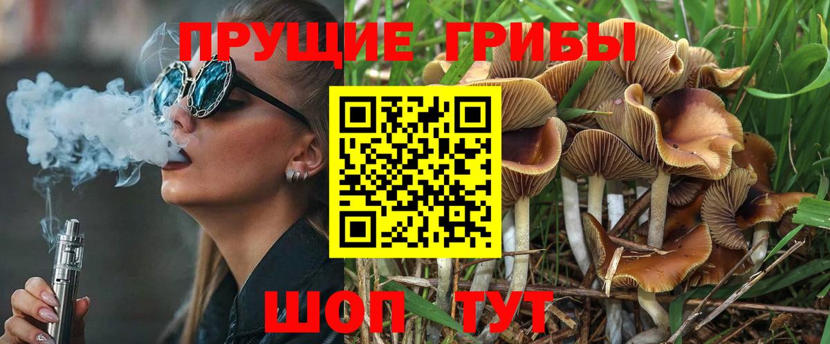 Псилоцибиновые грибы Psilocybe Кириши